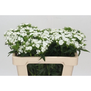 Dianthus Br Aldo White