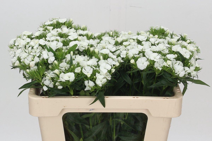 <h4>Dianthus Br Aldo White</h4>