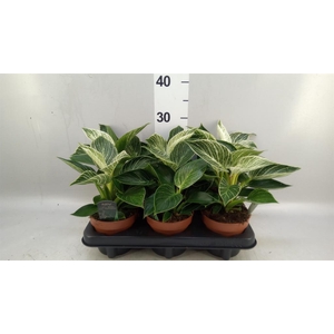 Philodendron ...