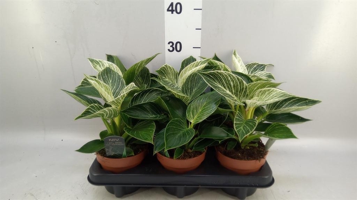 <h4>Philodendron   ...</h4>