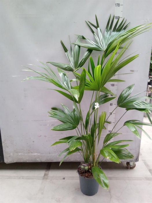 <h4>Palms   ...</h4>