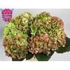 Hydrangea verena classic