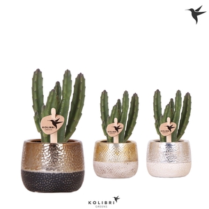 Kolibri Greens Stapelia Leendertziae in Elite pot mix