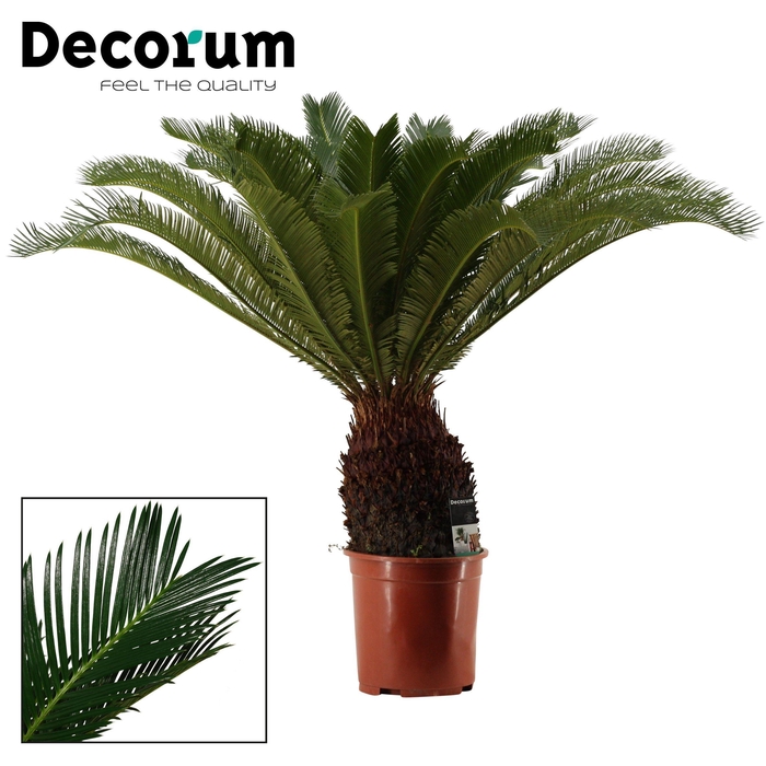 <h4>Cycas Revoluta 27 cm Decorum, 18+ veren</h4>