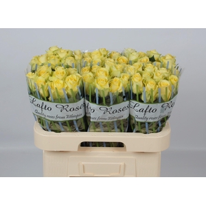 R GR MINION ROSE