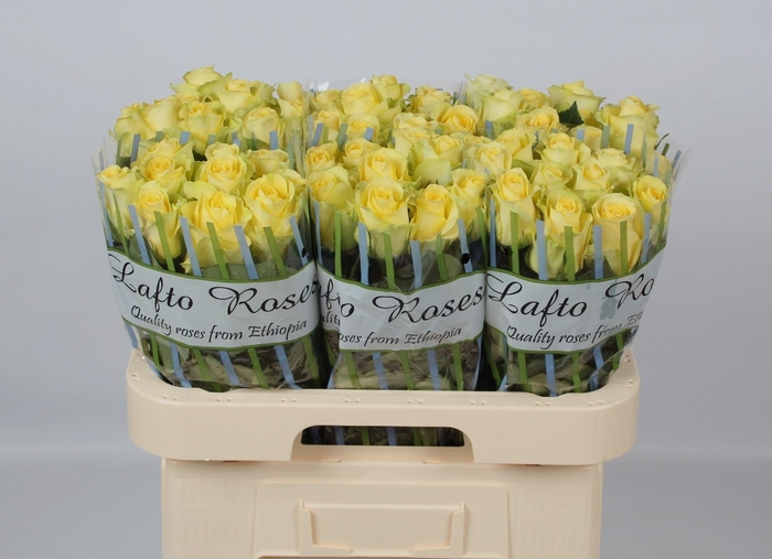 <h4>R GR MINION ROSE</h4>