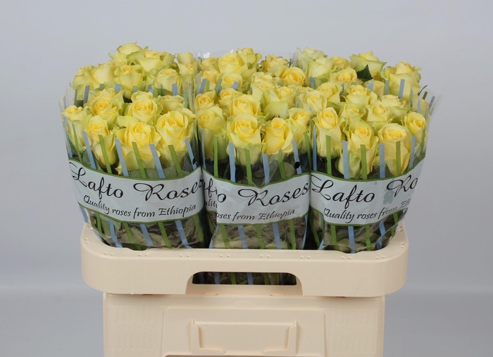 <h4>R GR MINION ROSE</h4>