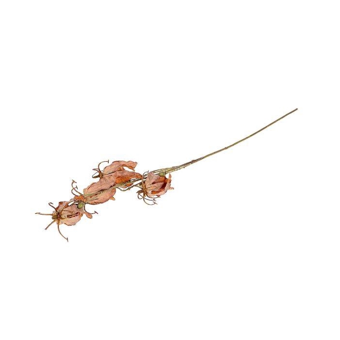 <h4>Branch Gloriosa L87</h4>