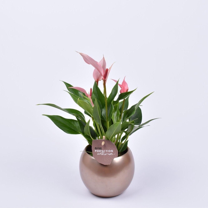 <h4>Anthurium Lilli 9cm in bolpot brons</h4>
