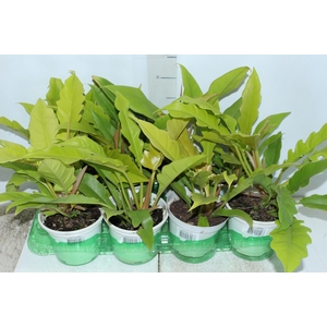 PHILODENDRON GERGAJI GOLDEN P15