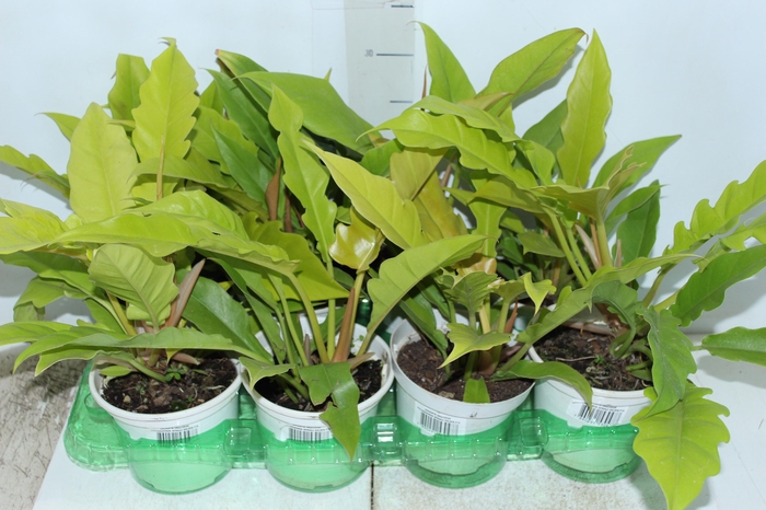 <h4>PHILODENDRON GERGAJI GOLDEN P15</h4>