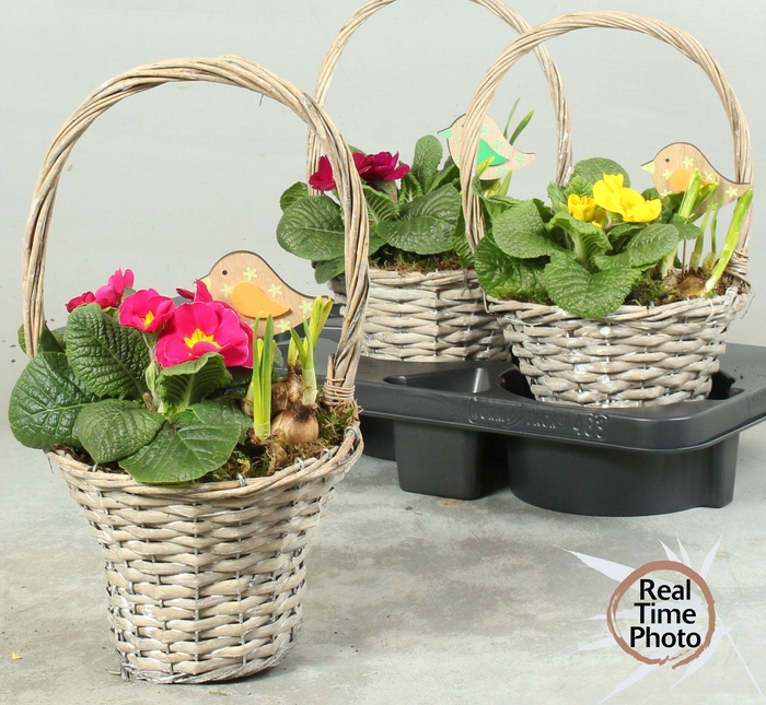 <h4>ARR TUINPLANTEN</h4>