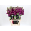 Matthiola Iron Rose