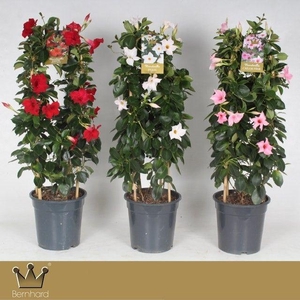 Dipladenia P21 Dubbele Boog Sundaville Mix CC
