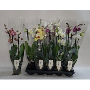 PHAL GEM