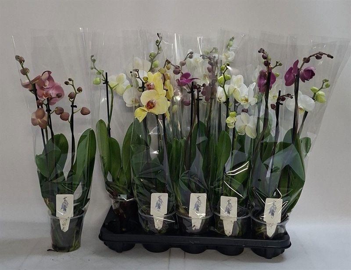PHAL GEM