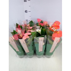 Anthurium   ...mix