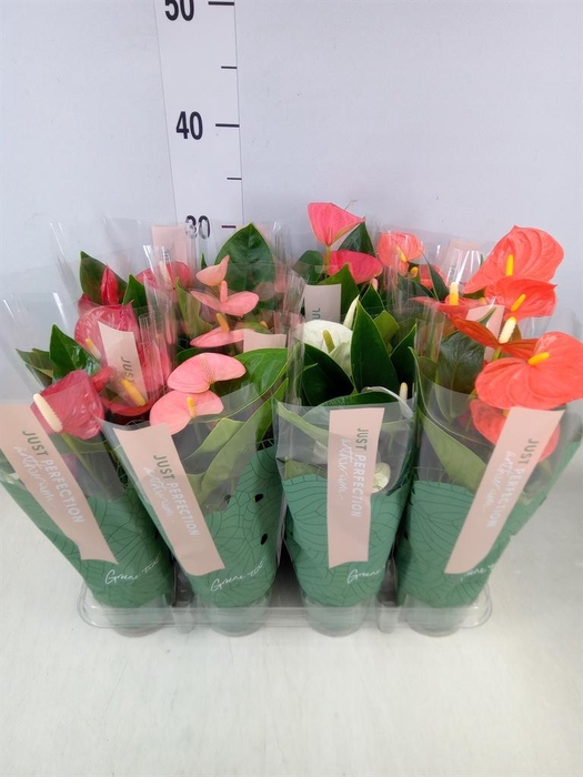 <h4>Anthurium   ...mix</h4>