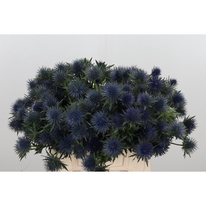 Eryng Magnetar Qstar