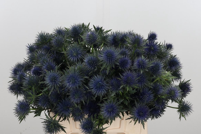 <h4>Eryng Magnetar Qstar</h4>