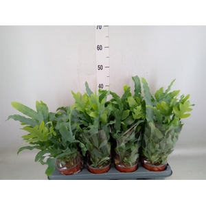 Phlebodium aureum 'Blue Star'