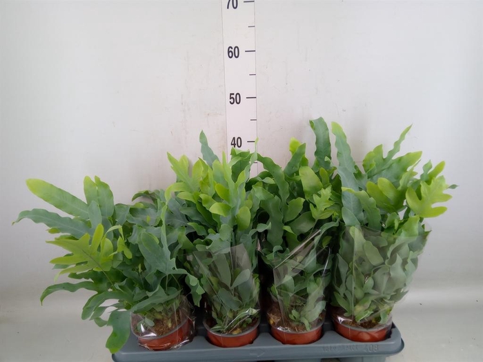 <h4>Phlebodium aureum 'Blue Star'</h4>