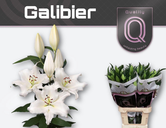 <h4>LI OT GALIBIER</h4>