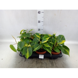 Philodendron scand. 'Brasil'