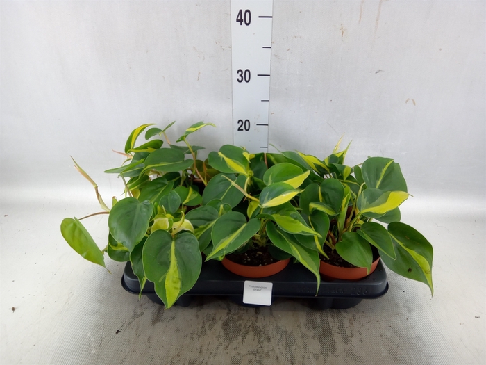 <h4>Philodendron scand. 'Brasil'</h4>