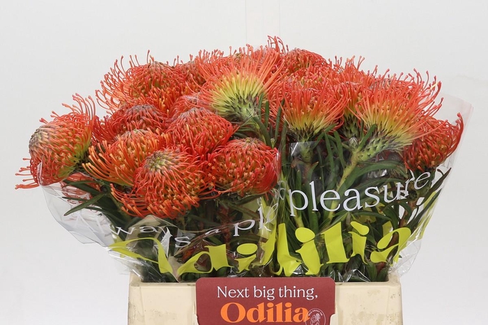 <h4>Nutans Succession</h4>