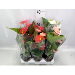 Anthurium   ...mix 4