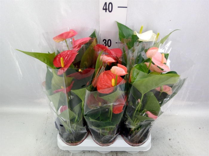 <h4>Anthurium   ...mix 4</h4>