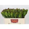 Leucadendron Laurel Yellow
