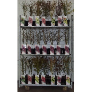 Acer mix-2 P19 Full CC