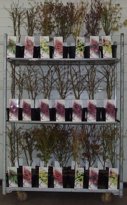 <h4>Acer mix-2 P19 Full CC</h4>