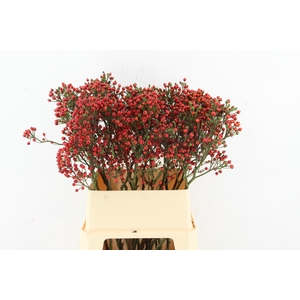 ROSA BELLS HIPHOP 090CM