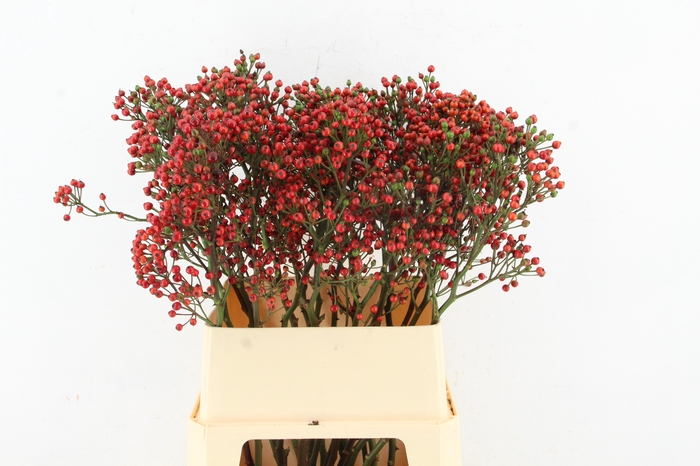 <h4>ROSA BELLS HIPHOP 090CM</h4>