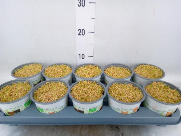 <h4>HORDEUM SP. KATTEGRAS</h4>