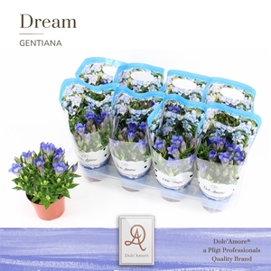 Gentiana Scabra Blue Hart P12 Dolc'Amore® Easy Pack