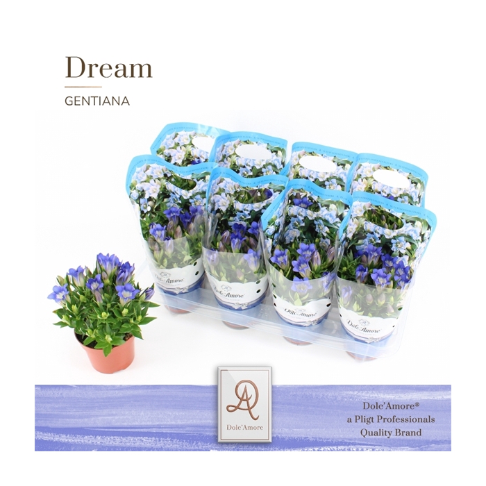 <h4>Gentiana Scabra Blue Hart P12 Dolc'Amore® Easy Pack</h4>