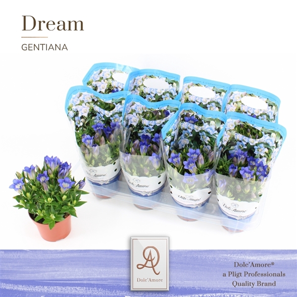 Gentiana Scabra Blue Hart P12 Dolc'Amore® Easy Pack