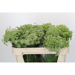 Ammi Visnaga