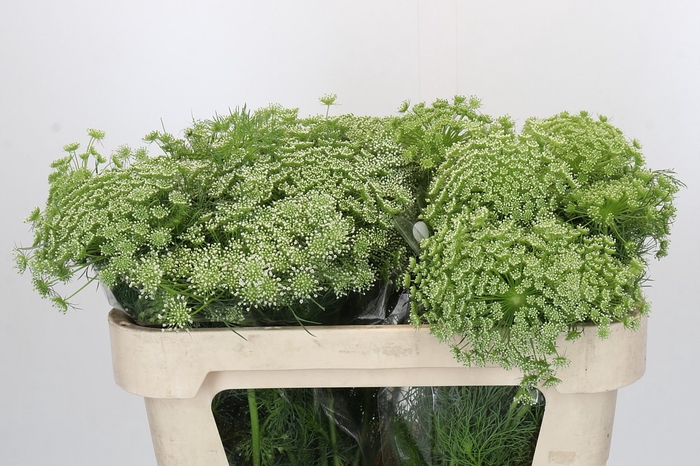 <h4>Ammi Visnaga</h4>