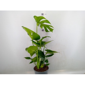 Monstera delic.