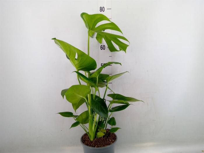<h4>Monstera delic.</h4>