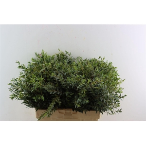 Euca Parvifolia 300gr P Bunch
