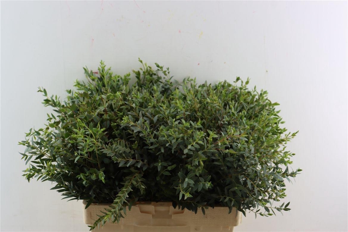 <h4>Euca Parvifolia 300gr P Bunch</h4>