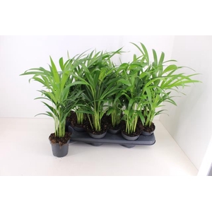 DYPSIS LUTESCENS