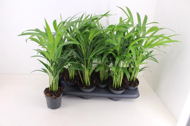 <h4>DYPSIS LUTESCENS</h4>