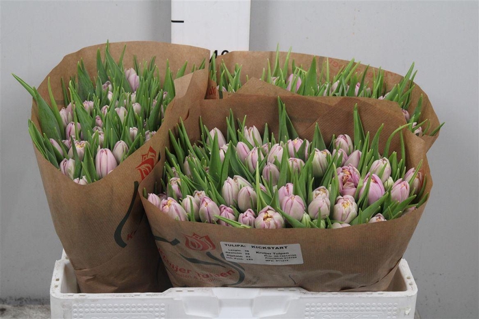 <h4>Tu Du Kickstart</h4>